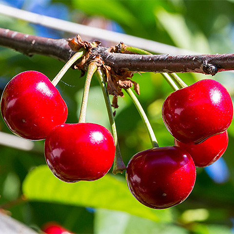 九游体育官方注册大红樱桃二