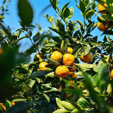 九游体育官方注册热带水果六